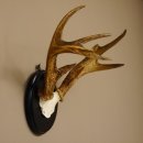Weisswedel Hirsch Geweih auf  Trophäenschild, Höhe 33 cm