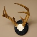 Weisswedel Hirsch Geweih auf  Trophäenschild, Höhe 33 cm