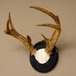 Weisswedel Hirsch Geweih auf  Trophäenschild, Höhe 33 cm