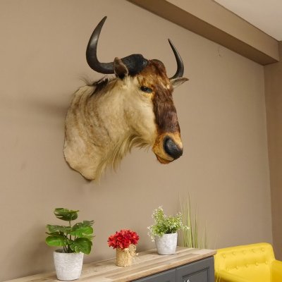 Streifengnu Gnu Wildebeest Kopf Schulter Präparat Kopfpräparat Höhe 77 cm
