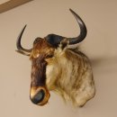 Streifengnu Gnu Wildebeest Kopf Schulter Präparat Kopfpräparat Höhe 77 cm
