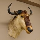 Streifengnu Gnu Wildebeest Kopf Schulter Präparat Kopfpräparat Höhe 77 cm