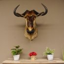 Streifengnu Gnu Wildebeest Kopf Schulter Präparat Kopfpräparat Höhe 77 cm