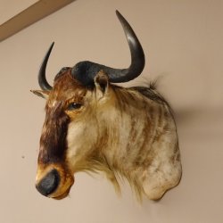 Streifengnu Gnu Wildebeest Kopf Schulter Präparat Kopfpräparat Höhe 77 cm