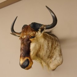 Streifengnu Gnu Wildebeest Kopf Schulter Präparat Kopfpräparat Höhe 77 cm