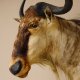 Streifengnu Gnu Wildebeest Kopf Schulter Präparat Kopfpräparat Höhe 77 cm