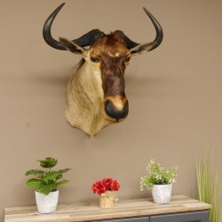 Streifengnu Gnu Wildebeest Kopf Schulter Präparat Kopfpräparat Höhe 77 cm