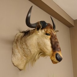 Streifengnu Gnu Wildebeest Kopf Schulter Präparat Kopfpräparat Höhe 77 cm