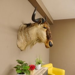 Streifengnu Gnu Wildebeest Kopf Schulter Präparat Kopfpräparat Höhe 77 cm
