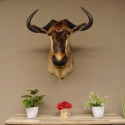 Streifengnu Gnu Wildebeest Kopf Schulter Präparat Kopfpräparat Höhe 77 cm