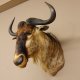 Streifengnu Gnu Wildebeest Kopf Schulter Präparat Kopfpräparat Höhe 79cm