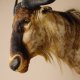 Streifengnu Gnu Wildebeest Kopf Schulter Präparat Kopfpräparat Höhe 79cm