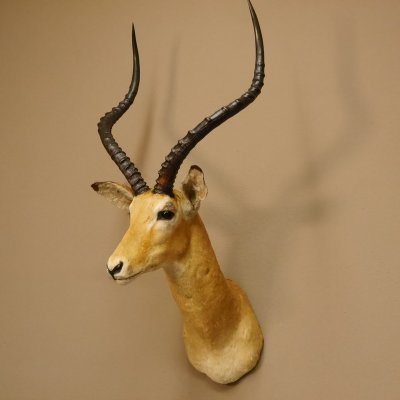 Kapitales Impala Antilope Afrika Kopf Schulter Pr&auml;parat Troph&auml;e HL 66 cm