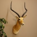 Kapitales Impala Antilope Afrika Kopf Schulter...