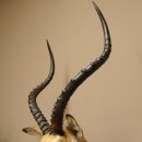 Kapitales Impala Antilope Afrika Kopf Schulter Präparat Trophäe HL 66 cm