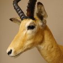 Kapitales Impala Antilope Afrika Kopf Schulter Präparat Trophäe HL 66 cm