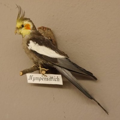 Nymphensittich Vogel Präparat taxidermy Tierpräparat mit Genehmigung zur Vermarktung