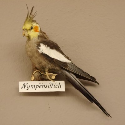 Nymphensittich Vogel Pr&auml;parat taxidermy Tierpr&auml;parat mit Genehmigung zur Vermarktung