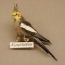 Nymphensittich Vogel Präparat taxidermy Tierpräparat mit Genehmigung zur Vermarktung