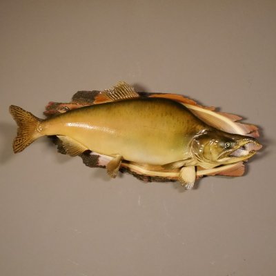Lachs mit Laichhaken Ganzpräparat Länge 62 cm