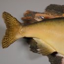 Lachs mit Laichhaken Ganzpräparat Länge 62 cm