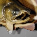 Lachs mit Laichhaken Ganzpräparat Länge 62 cm