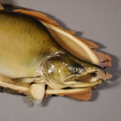 Lachs mit Laichhaken Ganzpräparat Länge 62 cm
