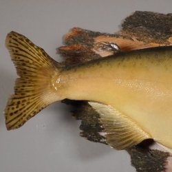 Lachs mit Laichhaken Ganzpräparat Länge 62 cm