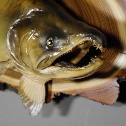 Lachs mit Laichhaken Ganzpräparat Länge 62 cm
