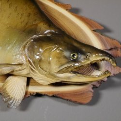 Lachs mit Laichhaken Ganzpräparat Länge 62 cm