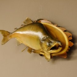 Lachs mit Laichhaken Ganzpräparat Länge 62 cm