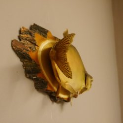 Lachs mit Laichhaken Ganzpräparat Länge 62 cm