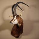 Rappenantilope (Hippotragus niger) Kopf Schulter...