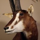 Rappenantilope (Hippotragus niger) Kopf Schulter Pr&auml;parat Afrika Antilope, Hornl&auml;nge 116 cm