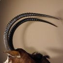 Rappenantilope (Hippotragus niger) Kopf Schulter Pr&auml;parat Afrika Antilope, Hornl&auml;nge 116 cm