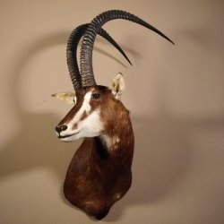 Rappenantilope (Hippotragus niger) Kopf Schulter Präparat Afrika Antilope, Hornlänge 116 cm