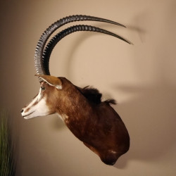 Rappenantilope (Hippotragus niger) Kopf Schulter Präparat Afrika Antilope, Hornlänge 116 cm