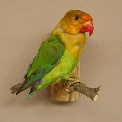 Erdbeerköpfchen Vogel Tierpräparat Unzertrennliche mit Genehmigung zum Verkauf