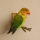 Erdbeerk&ouml;pfchen Vogel Tierpr&auml;parat Unzertrennliche mit Genehmigung zum Verkauf