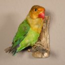 Erdbeerköpfchen Vogel Tierpräparat Unzertrennliche mit Genehmigung zum Verkauf