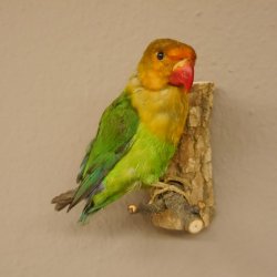 Erdbeerköpfchen Vogel Tierpräparat Unzertrennliche mit Genehmigung zum Verkauf