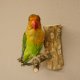 Erdbeerköpfchen Vogel Tierpräparat Unzertrennliche mit Genehmigung zum Verkauf