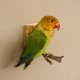 Erdbeerköpfchen Vogel Tierpräparat Unzertrennliche mit Genehmigung zum Verkauf
