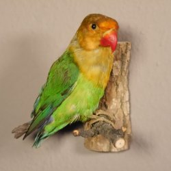 Erdbeerköpfchen Vogel Tierpräparat Unzertrennliche mit Genehmigung zum Verkauf