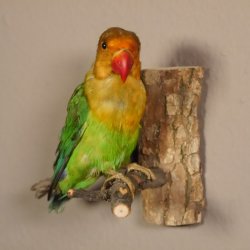 Erdbeerköpfchen Vogel Tierpräparat Unzertrennliche mit Genehmigung zum Verkauf