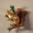 Eichhörnchen mit  Nuss Präparat auf Ast präpariert Tierpräparat mit Genehmigung zur Vermarktung #89.18.5