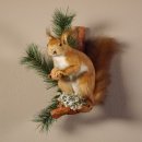 Eichhörnchen mit  Nuss Präparat auf Ast präpariert Tierpräparat mit Genehmigung zur Vermarktung #89.18.5