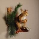 Eichhörnchen mit  Nuss Präparat auf Ast präpariert Tierpräparat mit Genehmigung zur Vermarktung #89.18.5