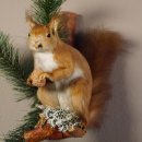 Eichhörnchen mit  Nuss Präparat auf Ast präpariert Tierpräparat mit Genehmigung zur Vermarktung #89.18.5
