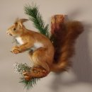 Eichhörnchen mit  Nuss Präparat auf Ast präpariert Tierpräparat mit Genehmigung zur Vermarktung #89.18.5